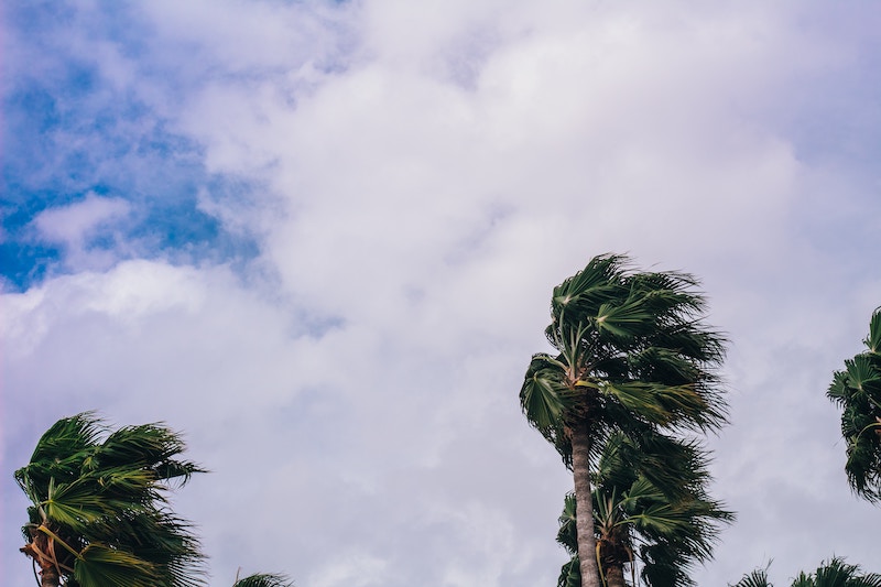 hurricane-force winds blowing palm trees, clouds and blue sky in the background.